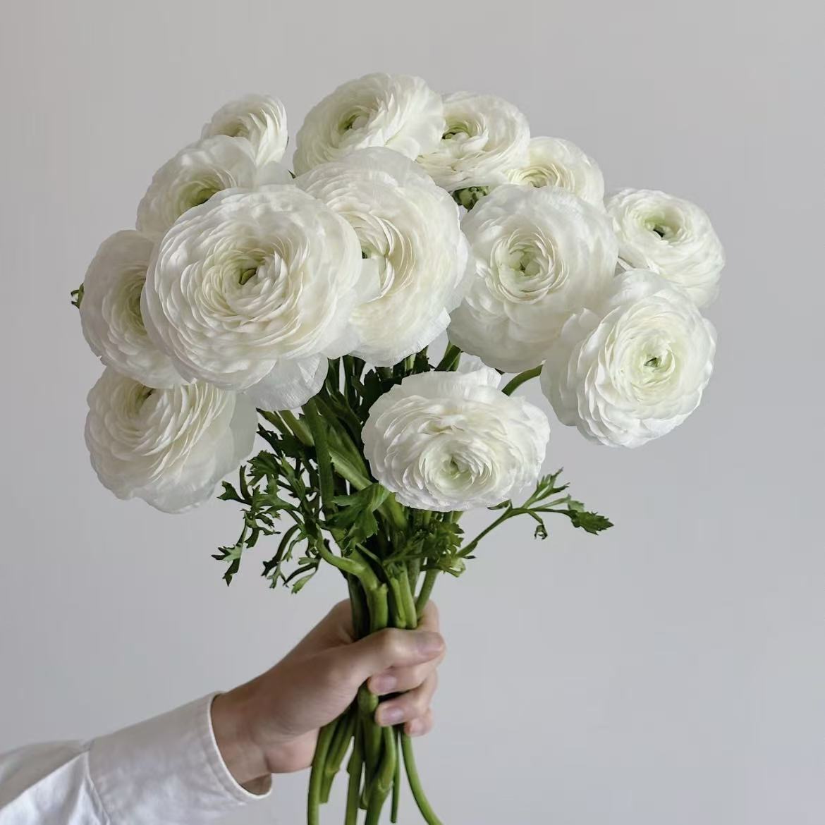 🌸Ranunculus Seeds – 💜Grow Elegant, Rose-Like Blooms in Your Own Garden