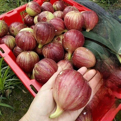 [100 pcs] Fig Seeds – Non-GMO, Easy to Grow, Sweet Juicy Fruit for Balcony, Backyard & Home Garden Planting, All Season Growing