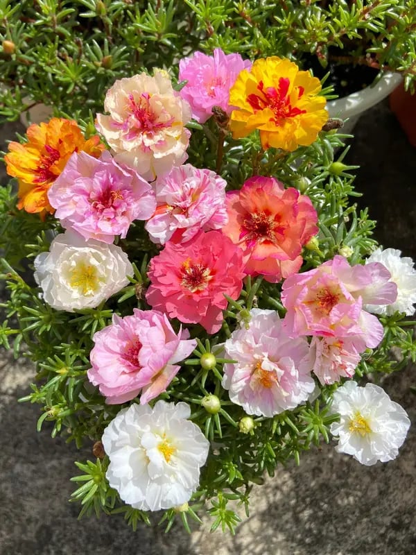 🔥 65K+ Sold Double Bloom Sun Rose Seeds 🌸 Nonstop Summer Blooms 🌼 No Care Needed ☀️ Grow Anywhere 🌱