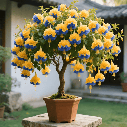🌸 Double Fuchsia Plants – Elegant Cascading Blooms for Shade Gardens