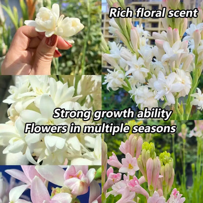 🌸 Double Fragrant Tuberose Bulbs — Let Every Evening Bloom With Sweet Scent ✨💫