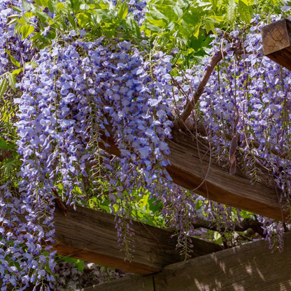 🔥LAST DAY 75% Off🌺The Queen Of Flowers—Wisteria Flower Seeds