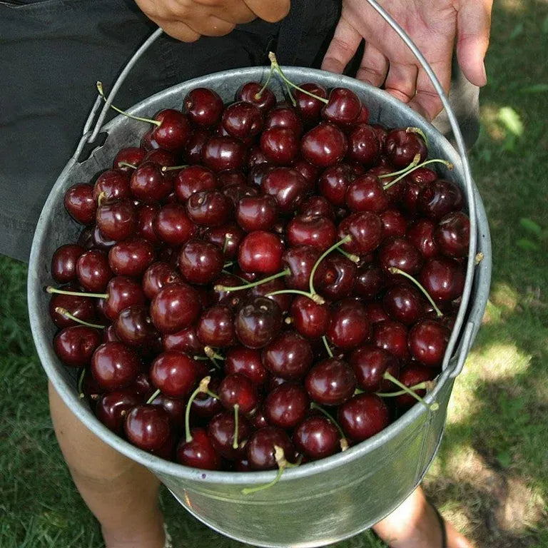 𝜗𝜚🍒ᝰ.ᐟStar your garden with premium Chilean Cherry Seeds for healthy growth and consistent yields 🌿