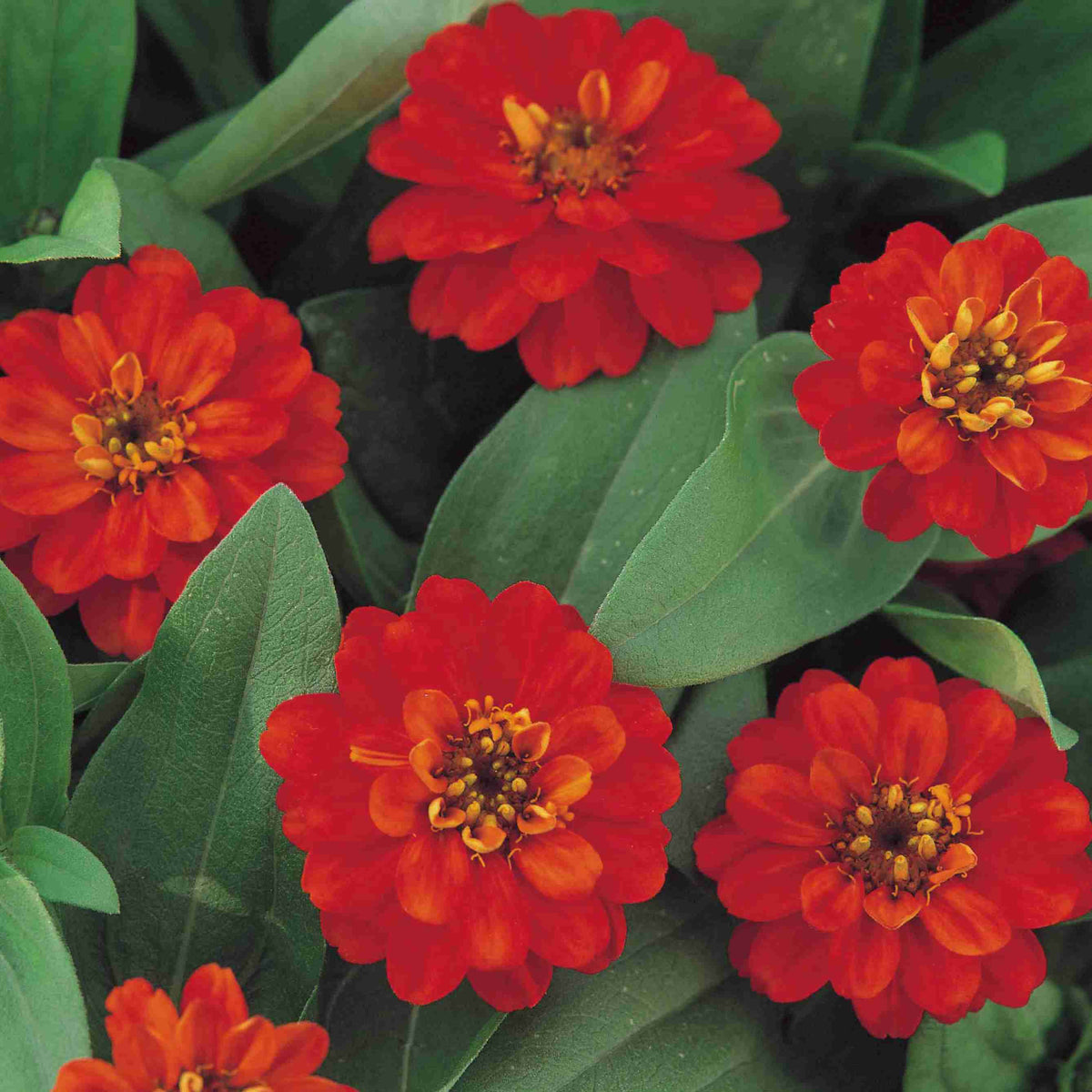 🔥Zinnia Seeds 🌼Grow a Burst of Color in Your Garden (Fast, Easy & Beginner-Friendly)