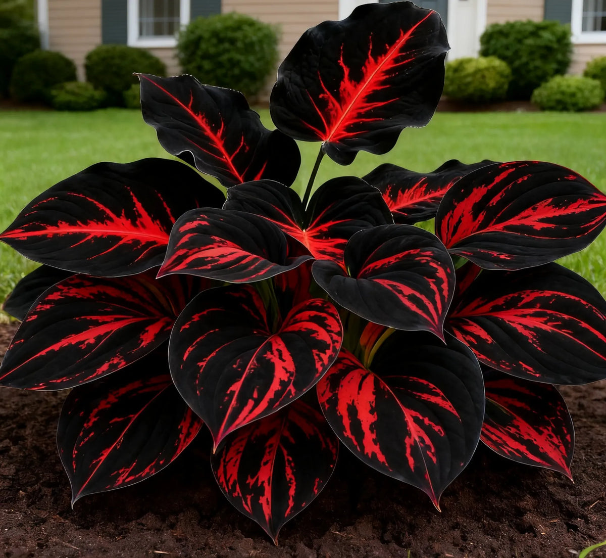 🌿Rare Premium Hosta Bulbs– Easy to grow🌸Transform Your Garden!