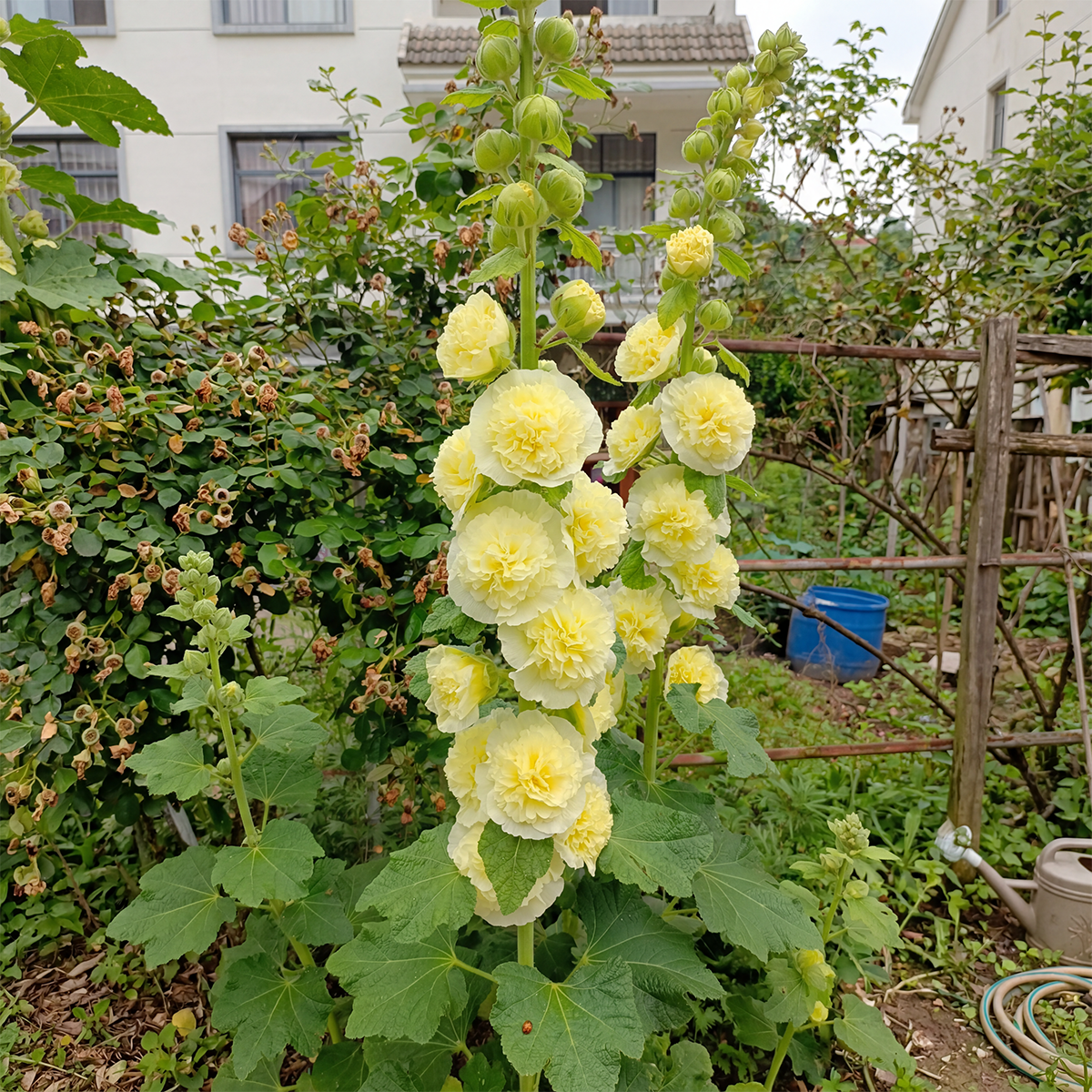 🌈 Premium Double Hollyhock🌸Plant Once, Bloom for Years