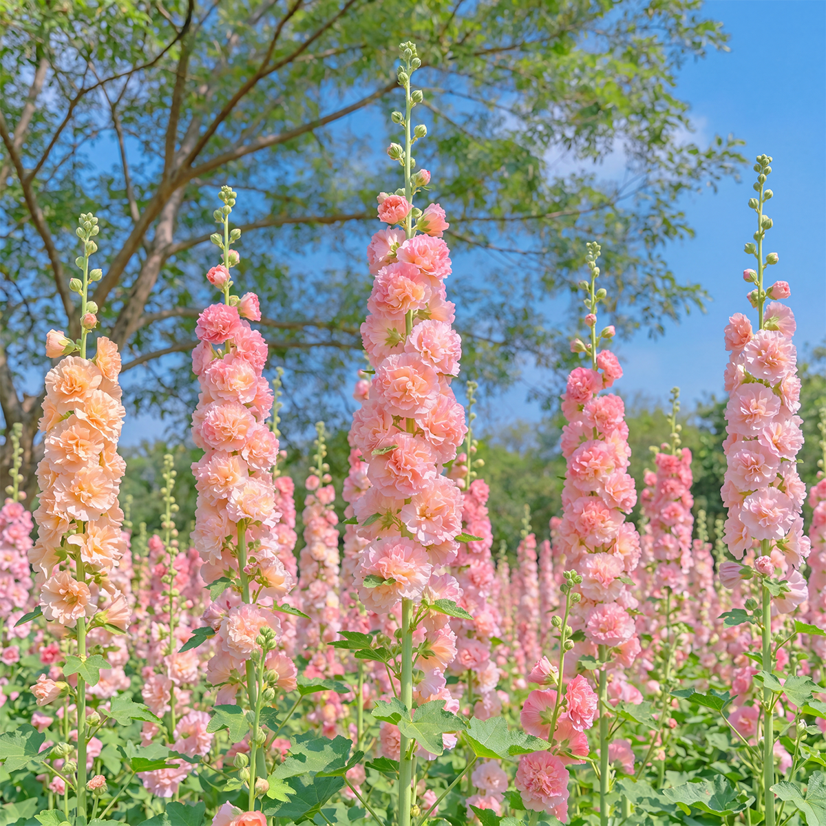 🌈 Premium Double Hollyhock🌸Plant Once, Bloom for Years