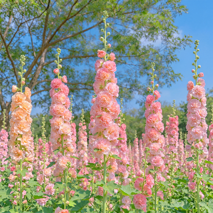 🌈 Premium Double Hollyhock🌸Plant Once, Bloom for Years