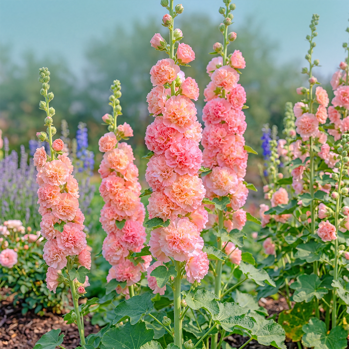 🌈 Premium Double Hollyhock🌸Plant Once, Bloom for Years
