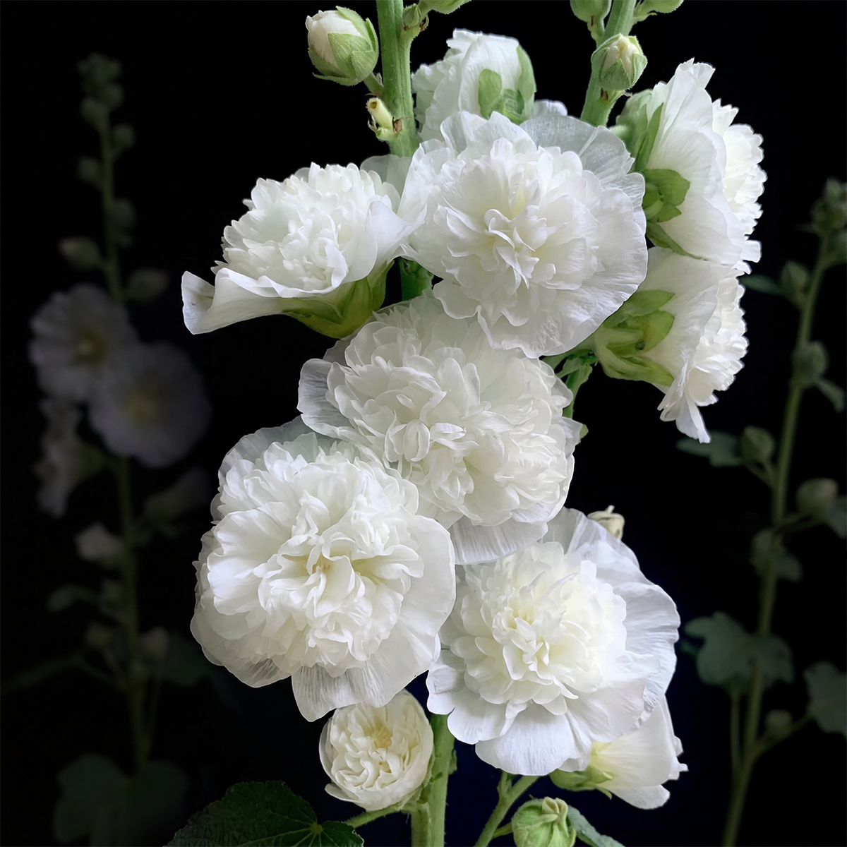 🌈 Premium Double Hollyhock🌸Plant Once, Bloom for Years