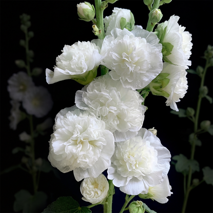 🌈 Premium Double Hollyhock🌸Plant Once, Bloom for Years