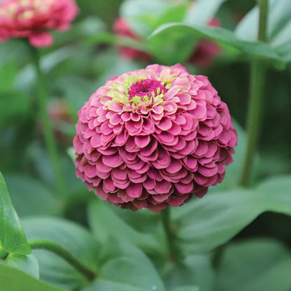🔥Zinnia Seeds 🌼Grow a Burst of Color in Your Garden (Fast, Easy & Beginner-Friendly)