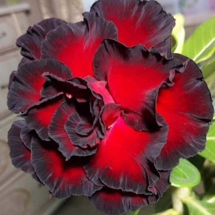 🔥Desert Rose Sale – Save Big Today!🎁 😍Vibrant Blooms All Season Long 🌵