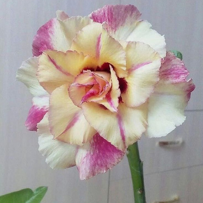🔥Desert Rose Sale – Save Big Today!🎁 😍Vibrant Blooms All Season Long 🌵