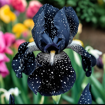⚜️ Rare Tall Bearded Iris – Premium Garden Rhizomes