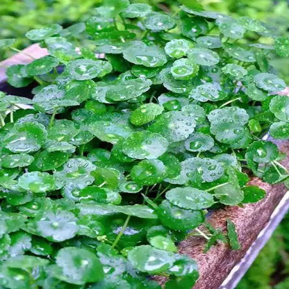 Copperleaf Seeds: Grow Your Own Luck and Prosperity! 🌿💰