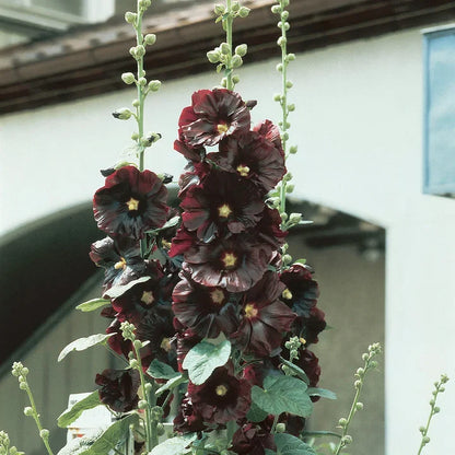 🌈 Premium Double Hollyhock🌸Plant Once, Bloom for Years