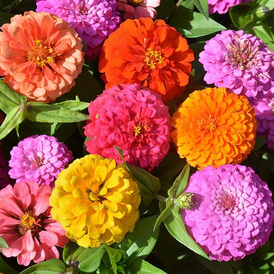 🏠🌿Easy Double Zinnia Seeds – Big, Bold, Beautiful💮🤗