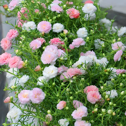 🌸Beautiful everlasting flower-💥moss rose