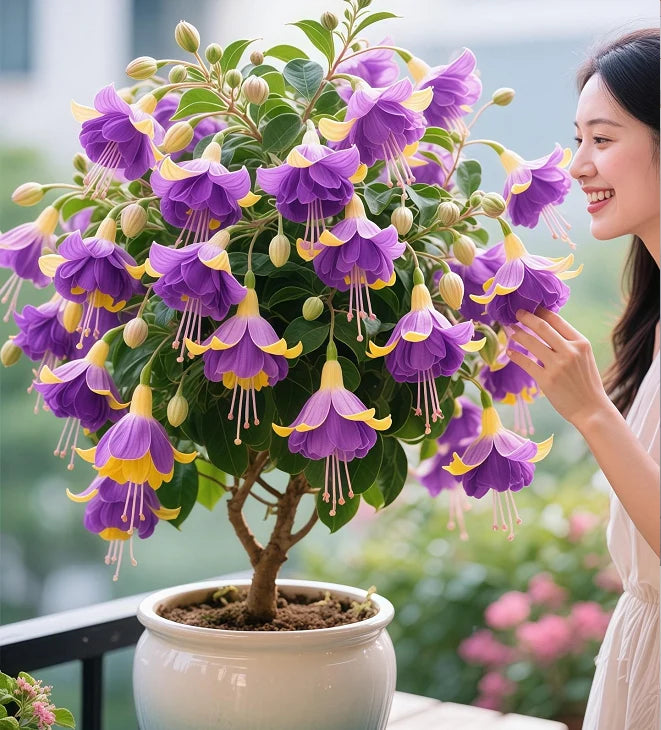🌙 Fuchsia bulbs – Let your garden gently illuminate