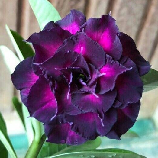 🔥Desert Rose Sale – Save Big Today!🎁 😍Vibrant Blooms All Season Long 🌵