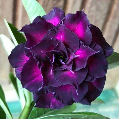 🔥Desert Rose Sale – Save Big Today!🎁 😍Vibrant Blooms All Season Long 🌵