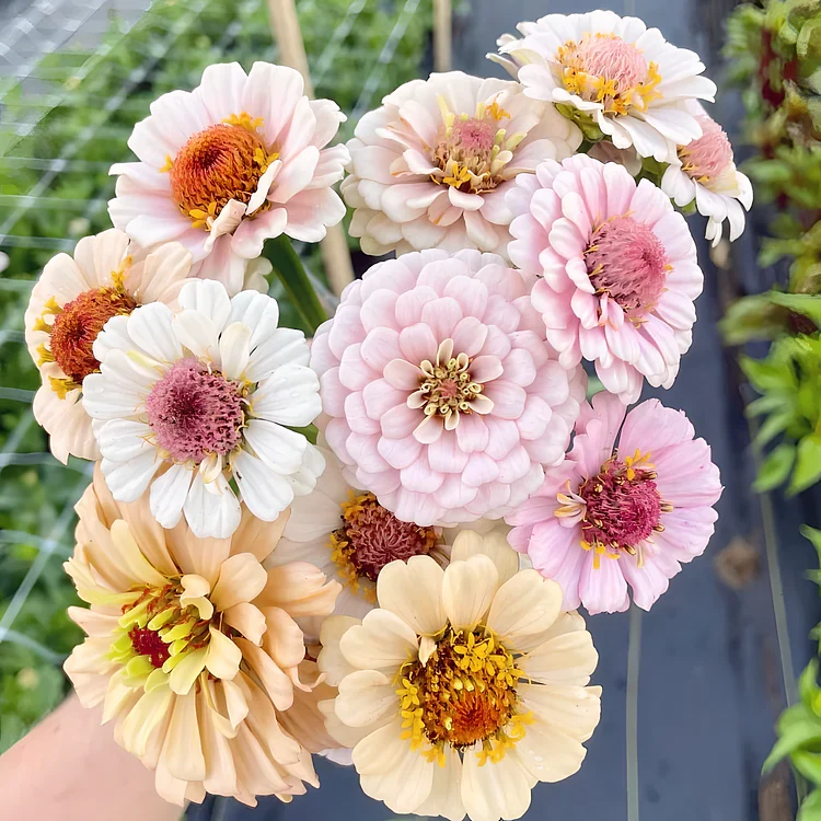 🏠🌿Easy Double Zinnia Seeds – Big, Bold, Beautiful💮🤗