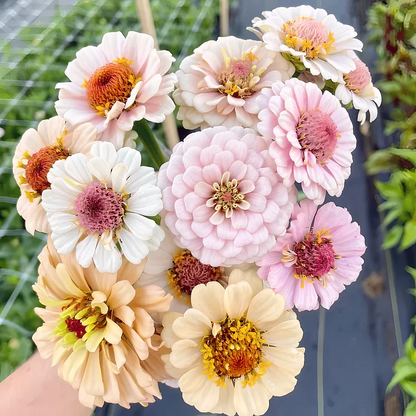 🏠🌿Easy Double Zinnia Seeds – Big, Bold, Beautiful💮🤗
