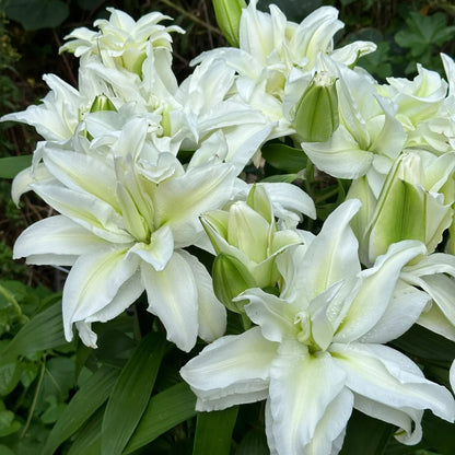 🌸 Double Petal Lily – Where Elegance Meets Fragrance