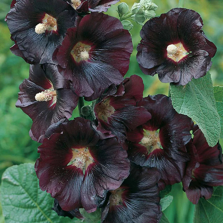 🌈 Premium Double Hollyhock🌸Plant Once, Bloom for Years