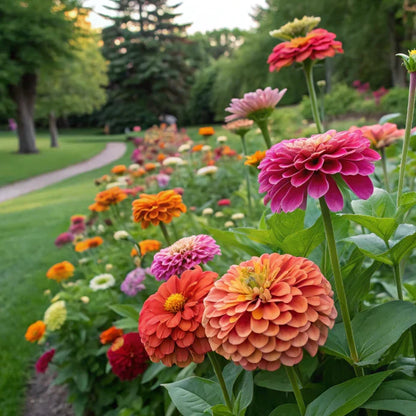 🏠🌿Easy Double Zinnia Seeds – Big, Bold, Beautiful💮🤗