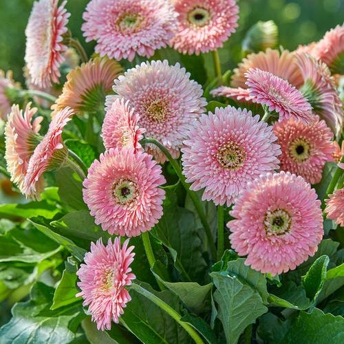 🌼 Heat-Resistant Gerbera Seeds – Bold Color, Built for Heat