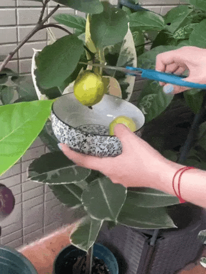 Grow Your Own Sweet Red Guava at Home 🍓🌱 High-Yield Exotic Fruit Seeds – Easy, Fast & Delicious