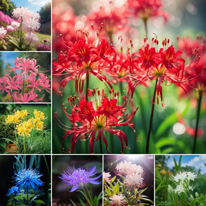 💙🌺 Blue Spider Lily – Exotic Rare Beauty for Your Garden!