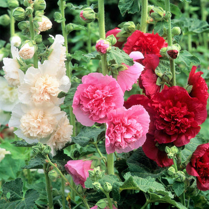 🌈 Premium Double Hollyhock🌸Plant Once, Bloom for Years