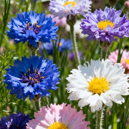 🌼Turn Your Yard Into a Blooming Cornflower Paradise 🌼