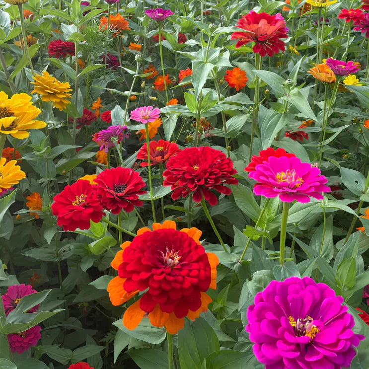 🏠🌿Easy Double Zinnia Seeds – Big, Bold, Beautiful💮🤗