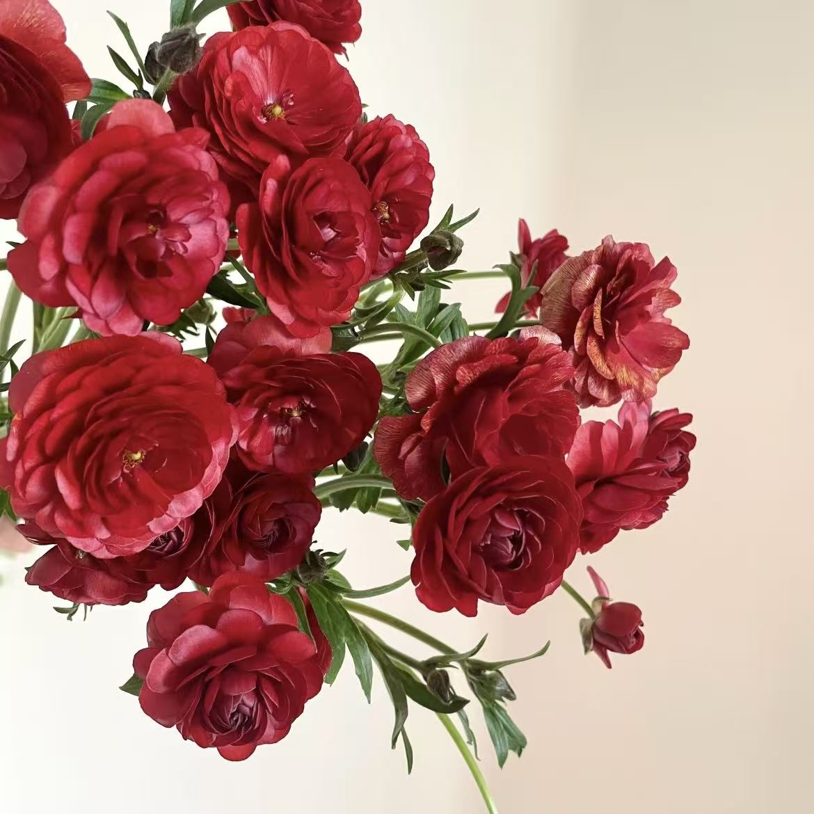 🌸Ranunculus Seeds – 💜Grow Elegant, Rose-Like Blooms in Your Own Garden