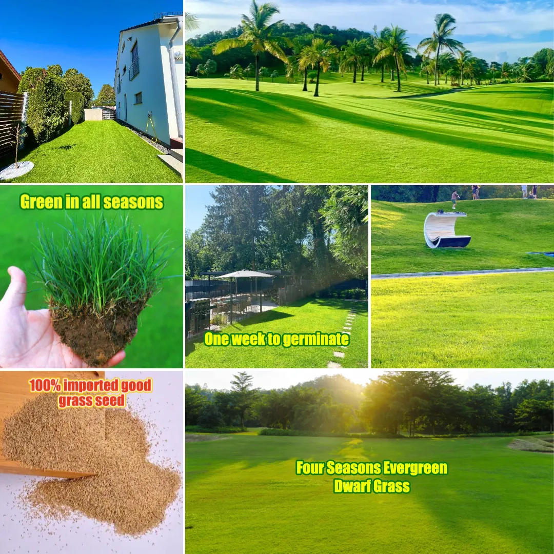 🌱 Four Seasons Evergreen Dwarf Grass Seed | Creating the ideal lawn starts at this moment!