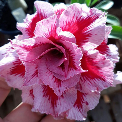 🔥Desert Rose Sale – Save Big Today!🎁 😍Vibrant Blooms All Season Long 🌵