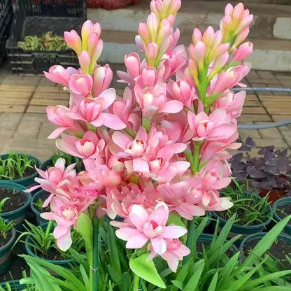 🌸 Double Fragrant Tuberose Bulbs — Let Every Evening Bloom With Sweet Scent ✨💫