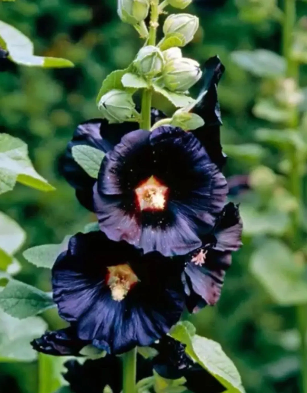 🌈 Premium Double Hollyhock🌸Plant Once, Bloom for Years