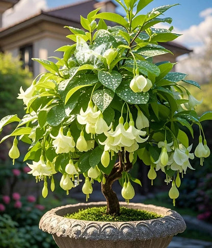 🌙 Fuchsia bulbs – Let your garden gently illuminate