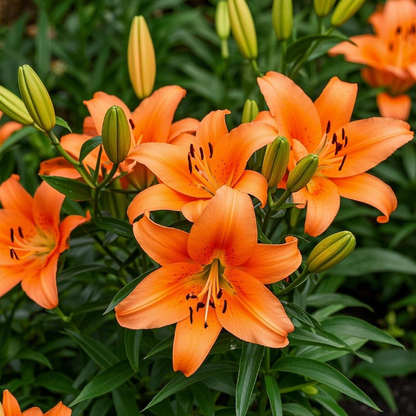 🌺🍷Double Bloom Lily Bulbs—Fresh and Sweet