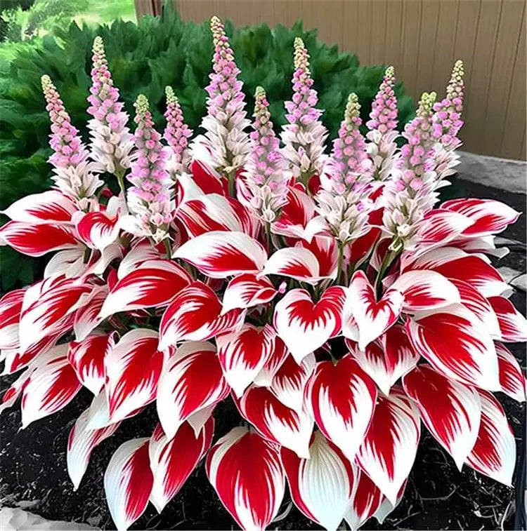 Nothing Grows in Shade? Watch This… 🌿 Turn Dead Corners Into a Lush Garden Paradise