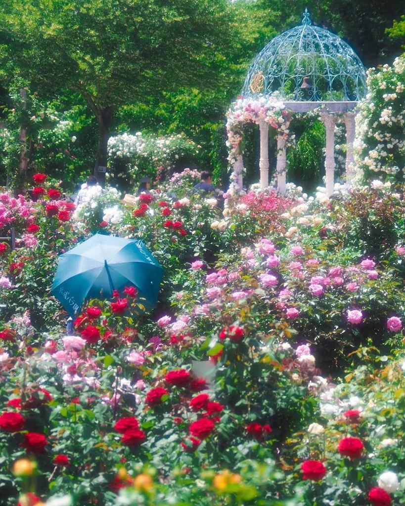 💐Mixed Color Rose Combination Seeds