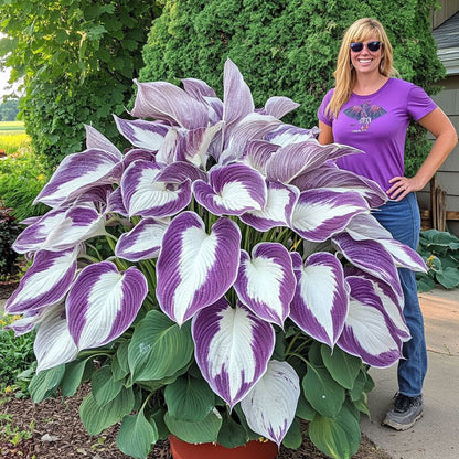 🌿Rare Premium Hosta Bulbs– Easy to grow🌸Transform Your Garden!