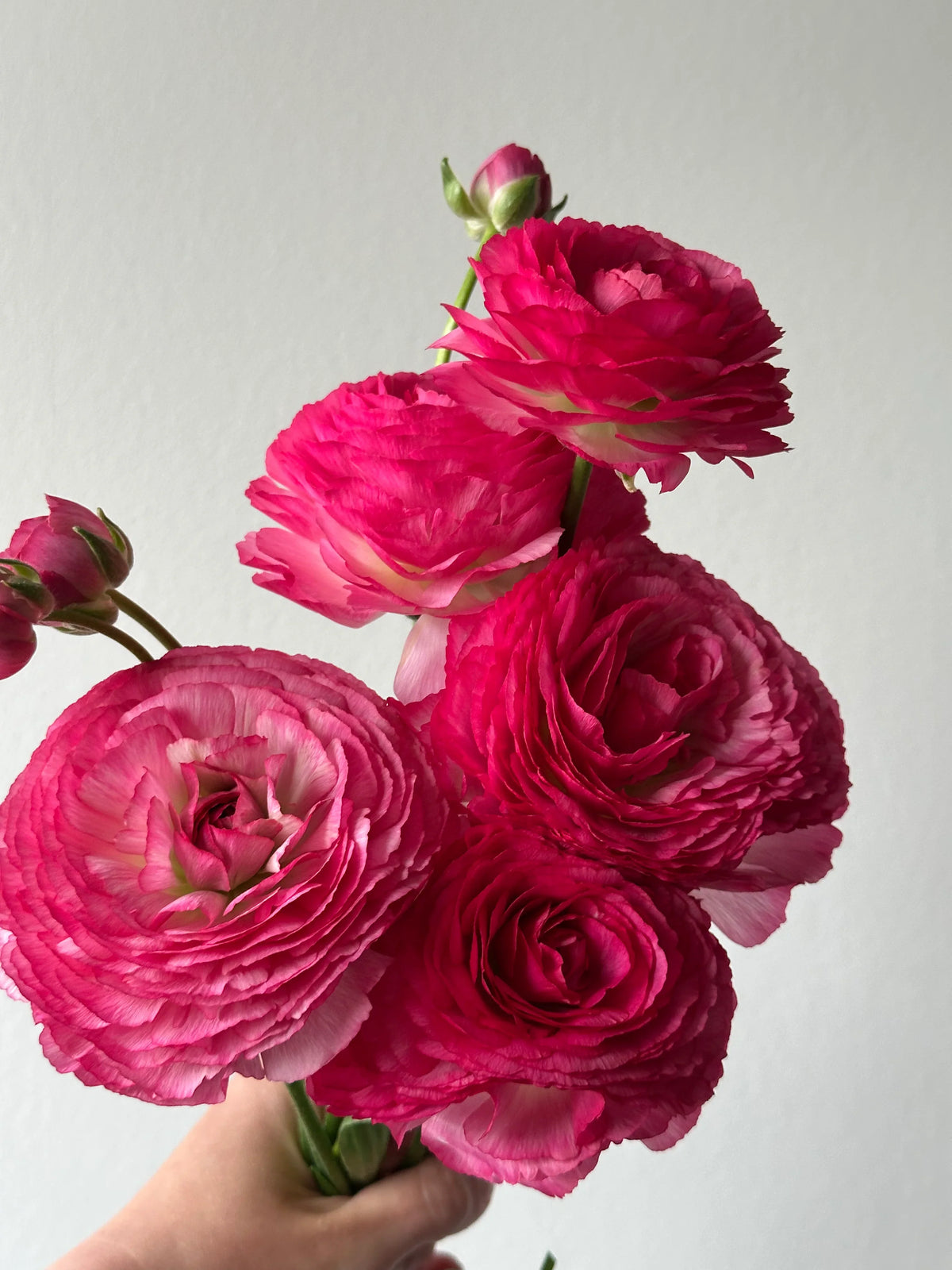 🌸Ranunculus Seeds – 💜Grow Elegant, Rose-Like Blooms in Your Own Garden