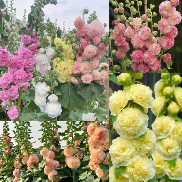 🌈 Premium Double Hollyhock🌸Plant Once, Bloom for Years
