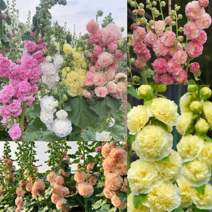 🌈 Premium Double Hollyhock🌸Plant Once, Bloom for Years